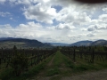 716 OK Wine Tour May 2019